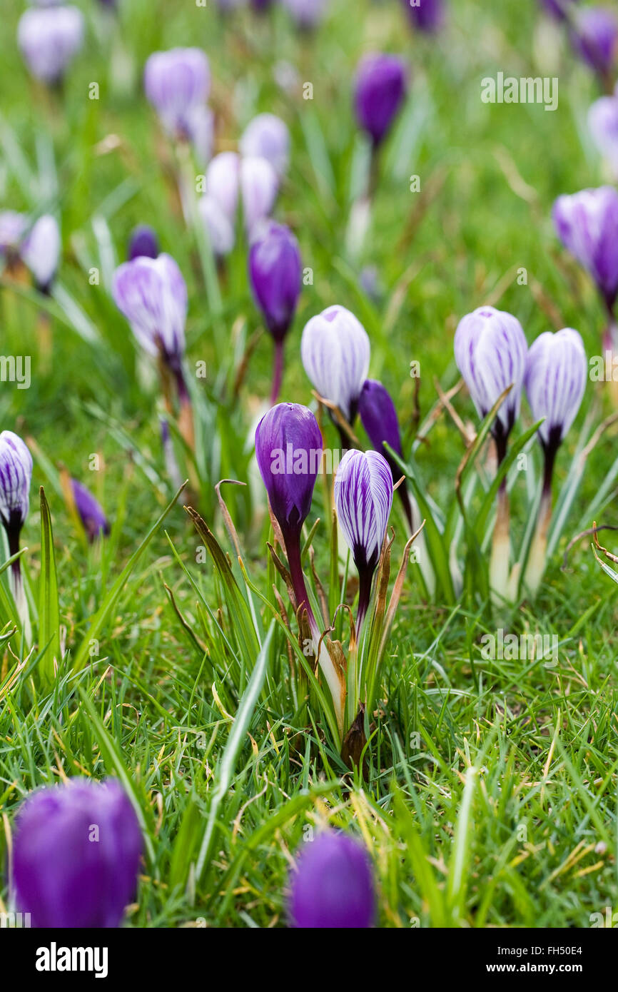 Frühling Krokusse wachsen in Grünland. Stockfoto