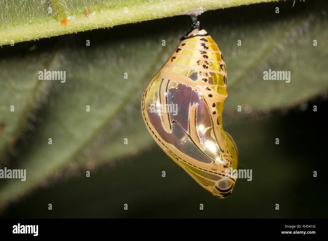 Schmetterling-Puppe hängen von der Unterseite eines Blattes im Ecadorian Amazonas, Provinz Pastaza. Stockfoto