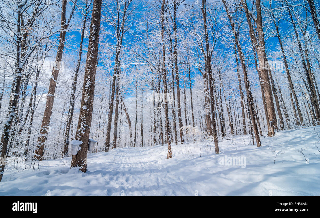 Ahorn Sirup Saft Eimer auf Ahornbäume in einen Winterwald. Stockfoto