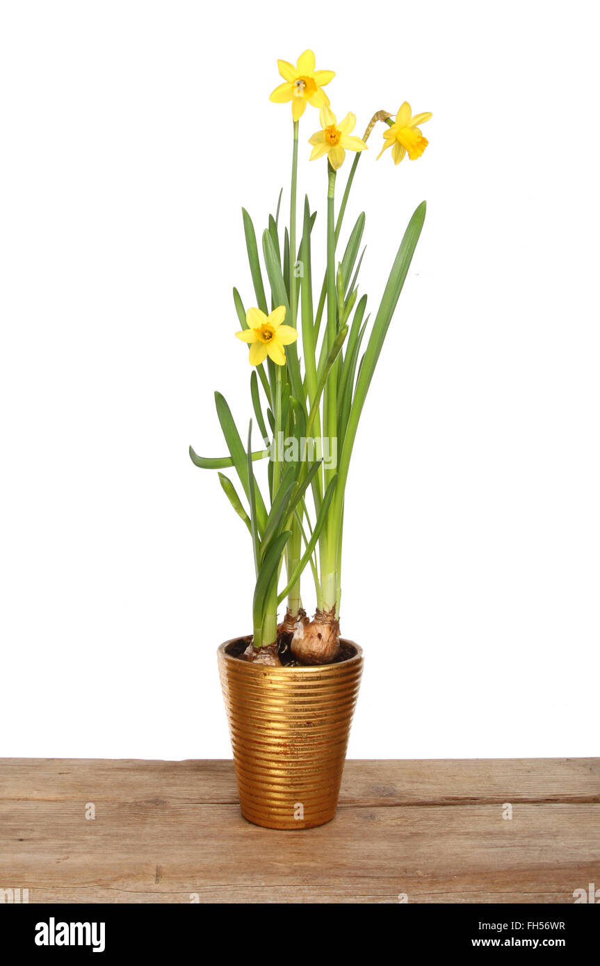 Tete eine Narzisse Tete Pflanze in einem goldenen Topf auf einem Holzbrett vor einem weißen Hintergrund Blüte Stockfoto