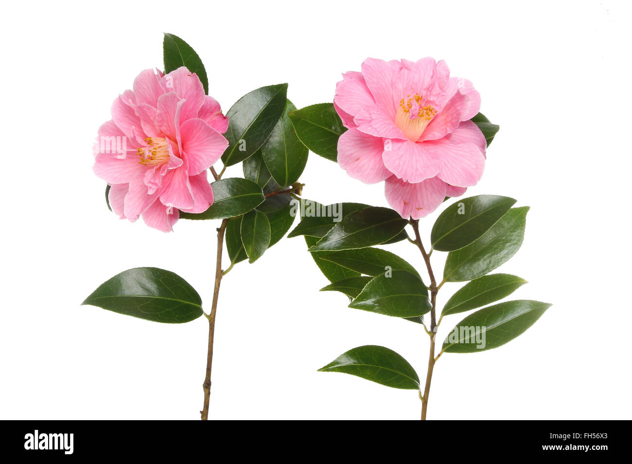 Zwei Kamelie und isoliert gegen weiße Blätter Stockfoto
