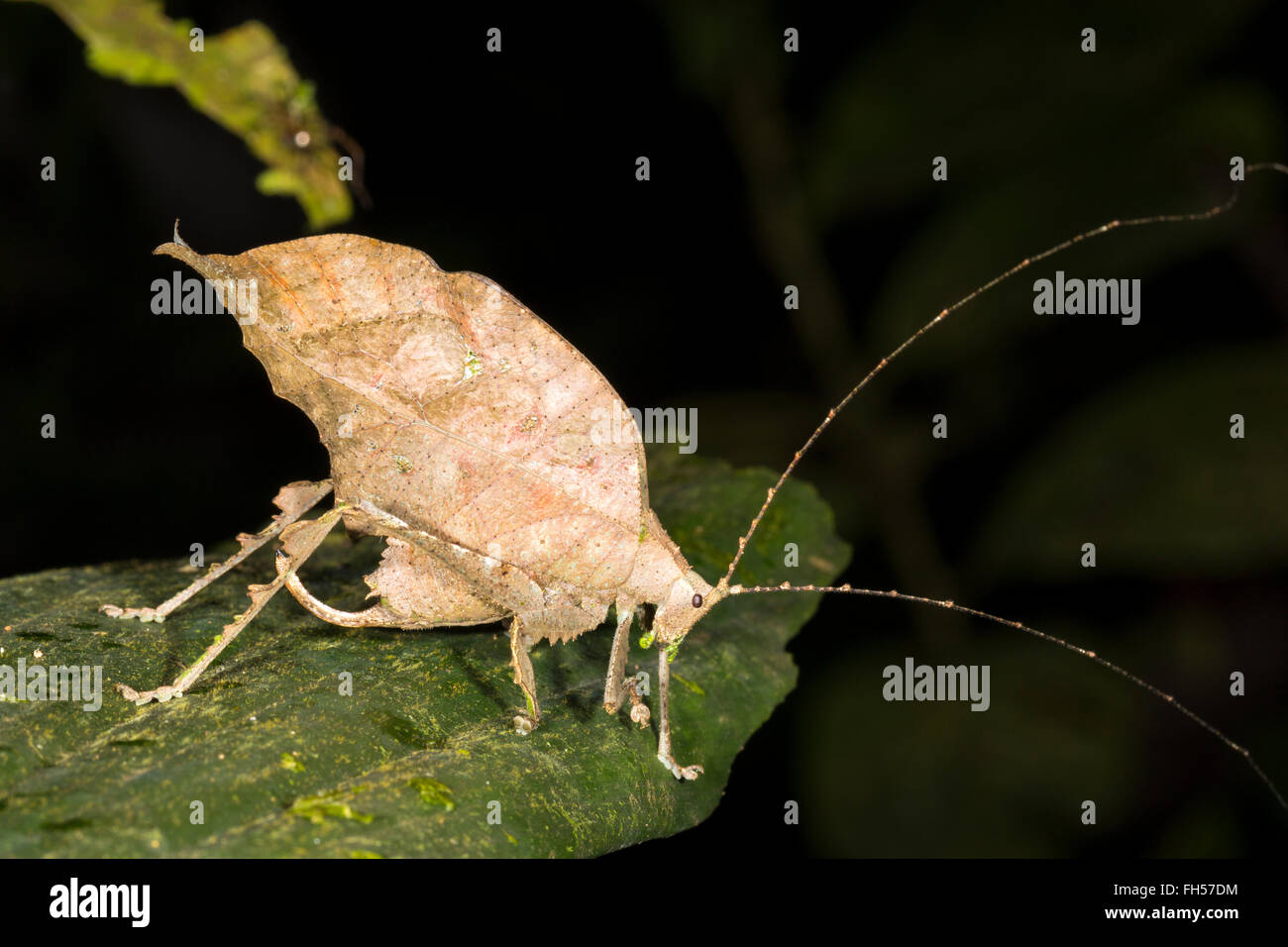 Leaf mimischen Grashuepfer (Familie Tettigoniidae) in den Regenwald Unterwuchs, Provinz Pastaza, Ecuador. Weibchen mit gebogenen ovopositor Stockfoto