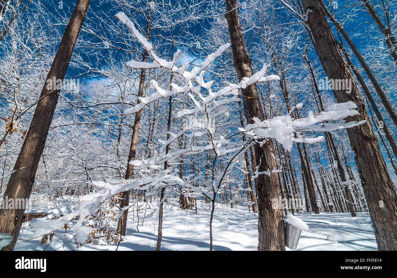 Ahorn Sirup Saft Eimer auf Ahornbäume in einen Winterwald. Stockfoto