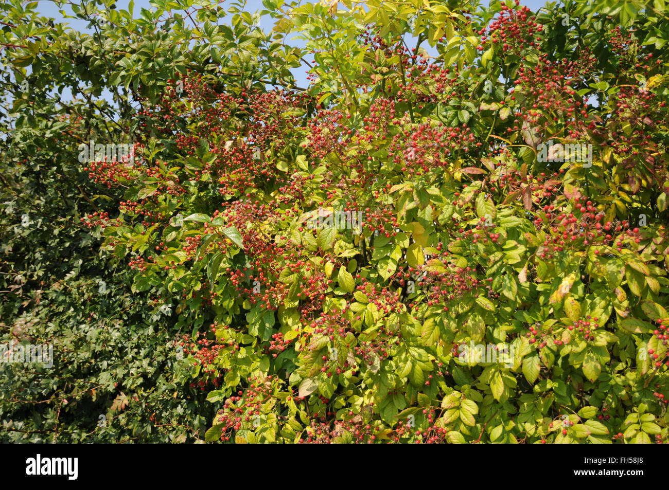 Multiflora rose Stockfoto