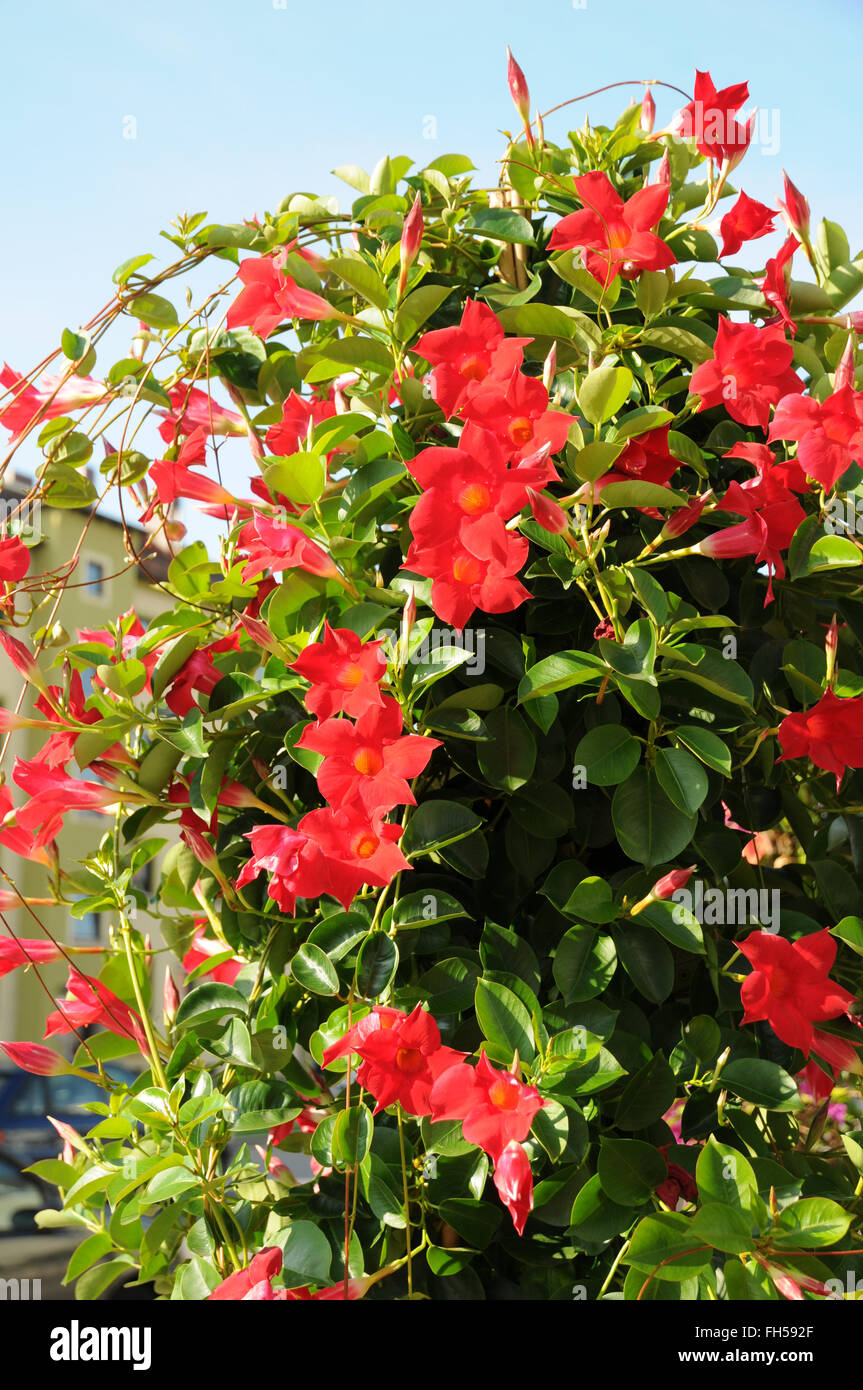 Mandevilla Sanderi, Dipladenia Sy Stockfotografie Alamy
