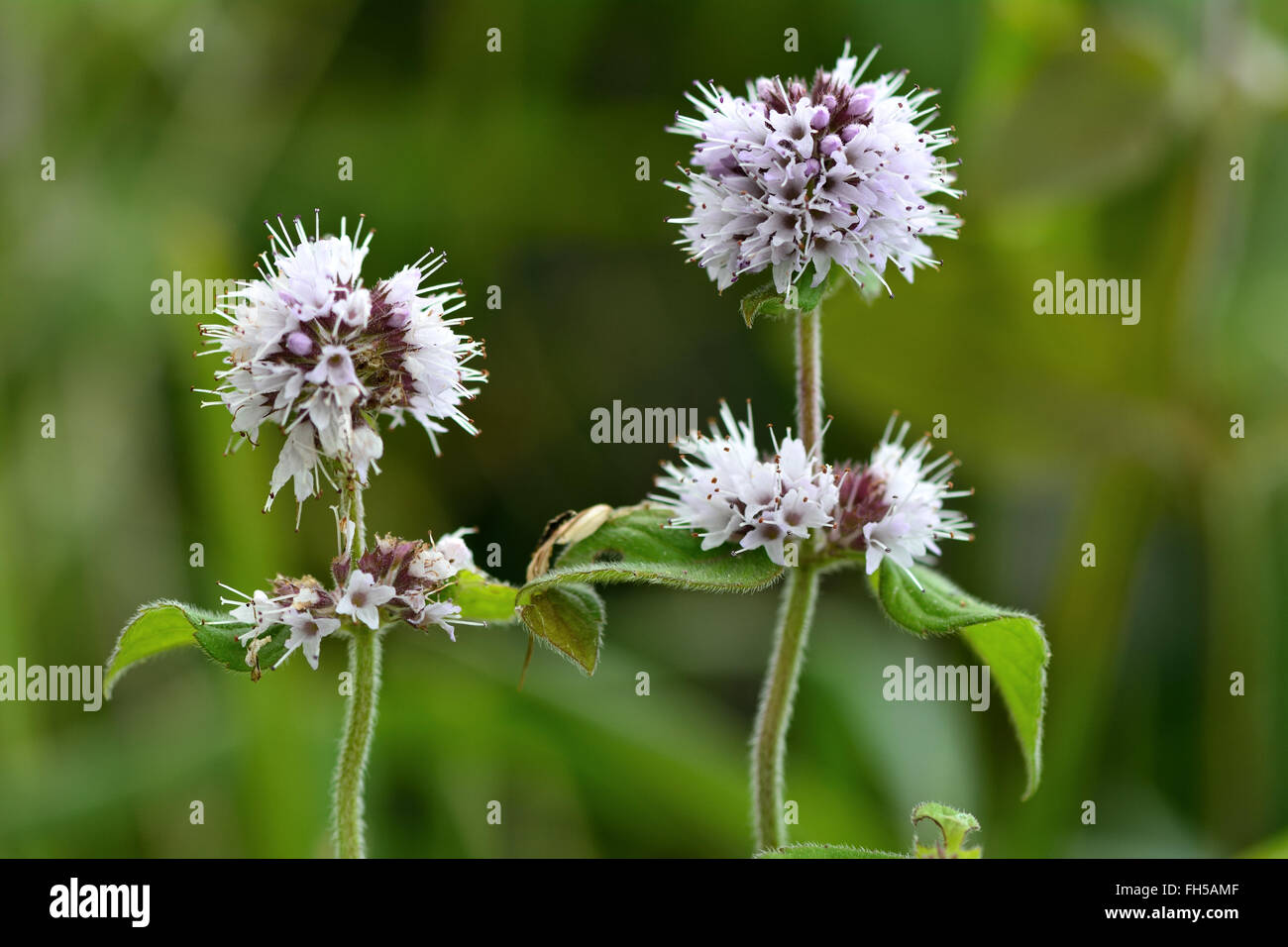 WasserMinze (Mentha Aquatica). Eine Pflanze der Nässe mit blassen lila