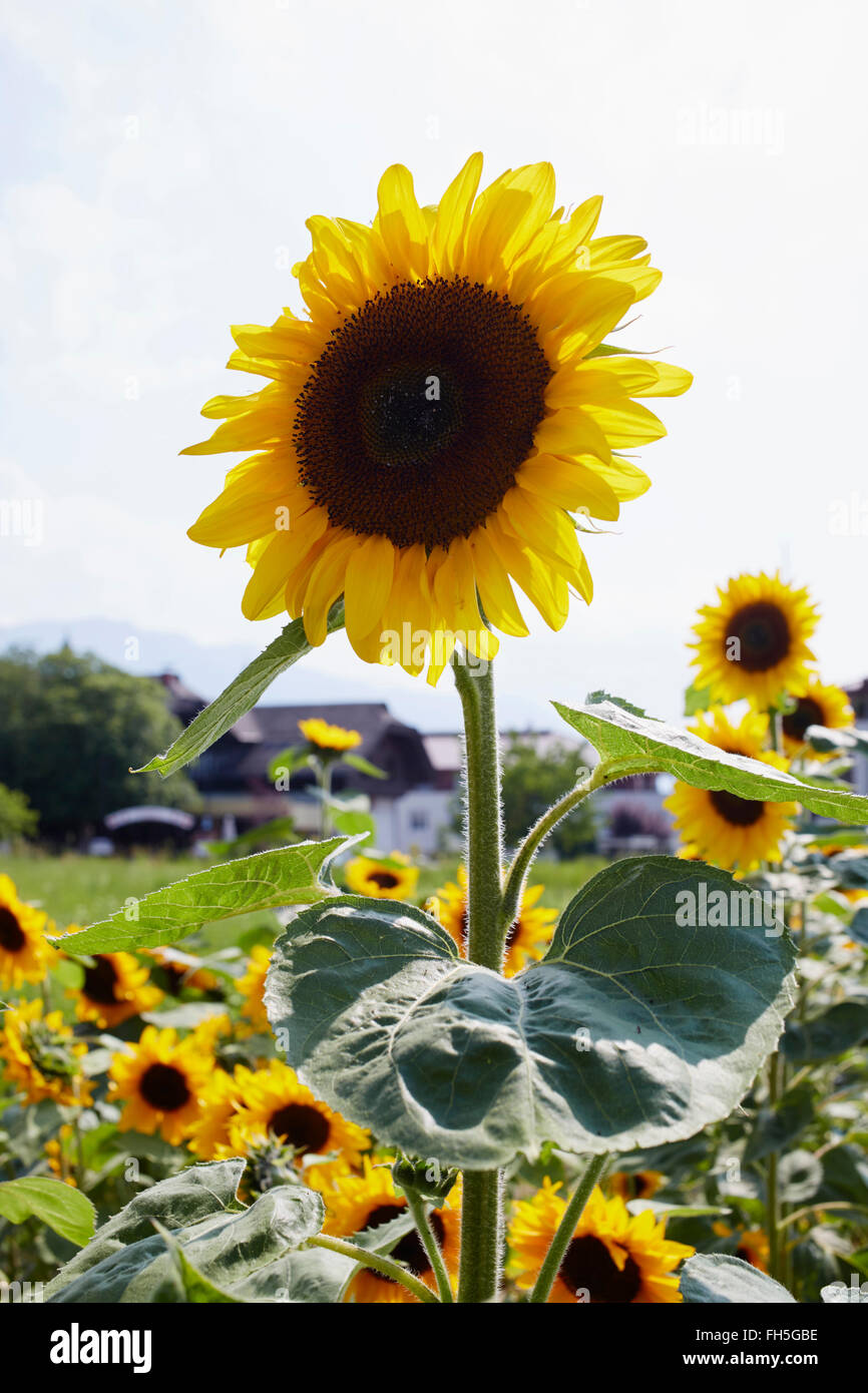Feld von Sonnenblumen im Sommer, Kärnten, Österreich Stockfoto