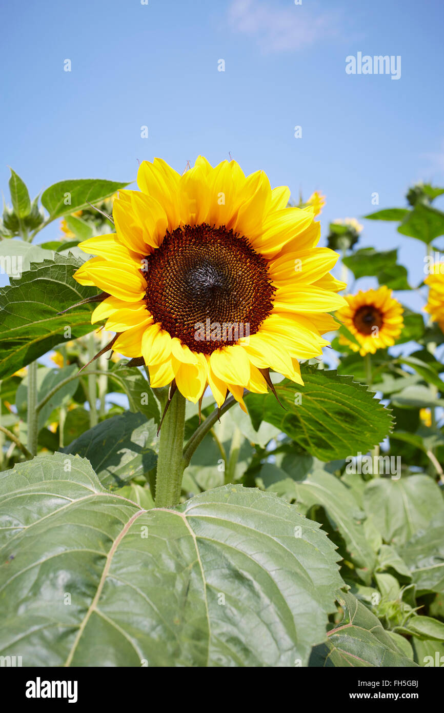 Feld von Sonnenblumen im Sommer, Kärnten, Österreich Stockfoto