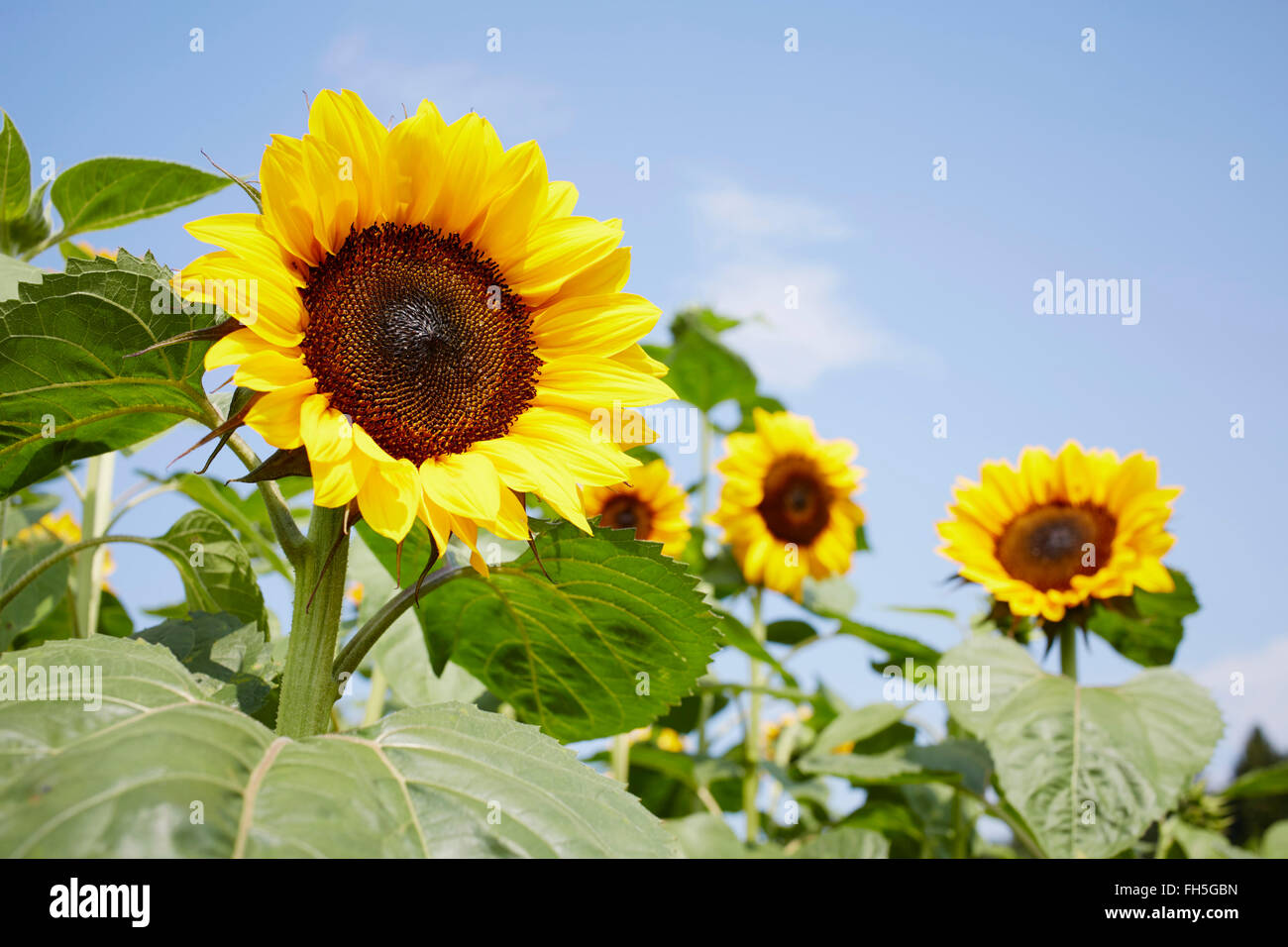 Feld von Sonnenblumen im Sommer, Kärnten, Österreich Stockfoto