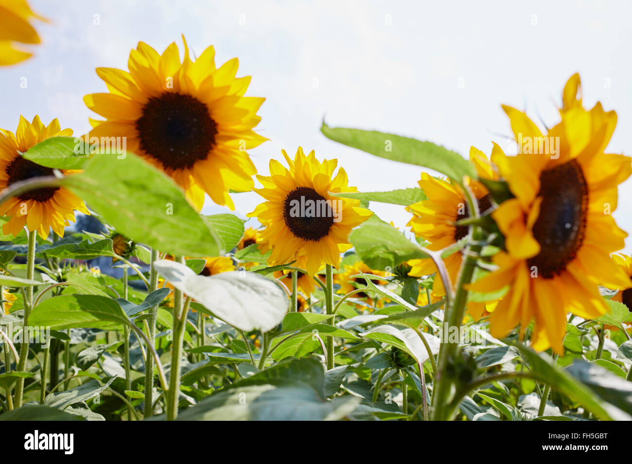 Feld von Sonnenblumen im Sommer, Kärnten, Österreich Stockfoto