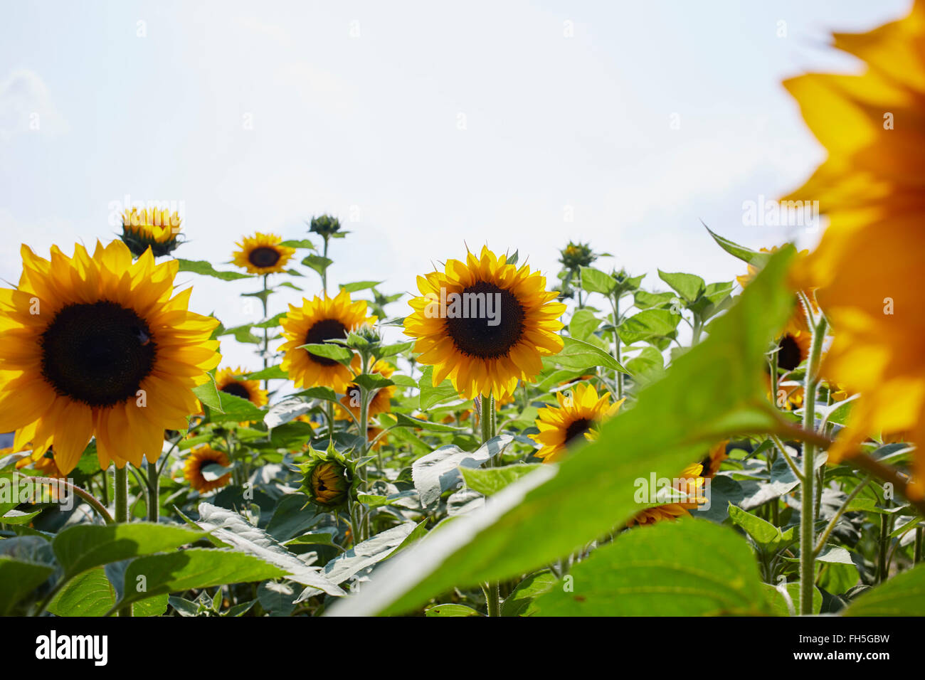 Feld von Sonnenblumen im Sommer, Kärnten, Österreich Stockfoto