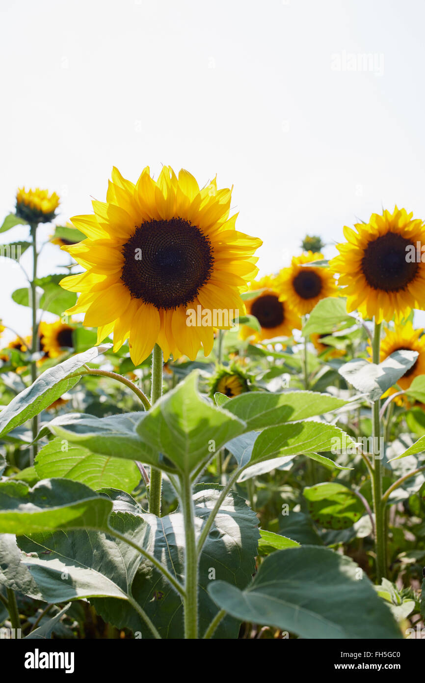 Feld von Sonnenblumen im Sommer, Kärnten, Österreich Stockfoto