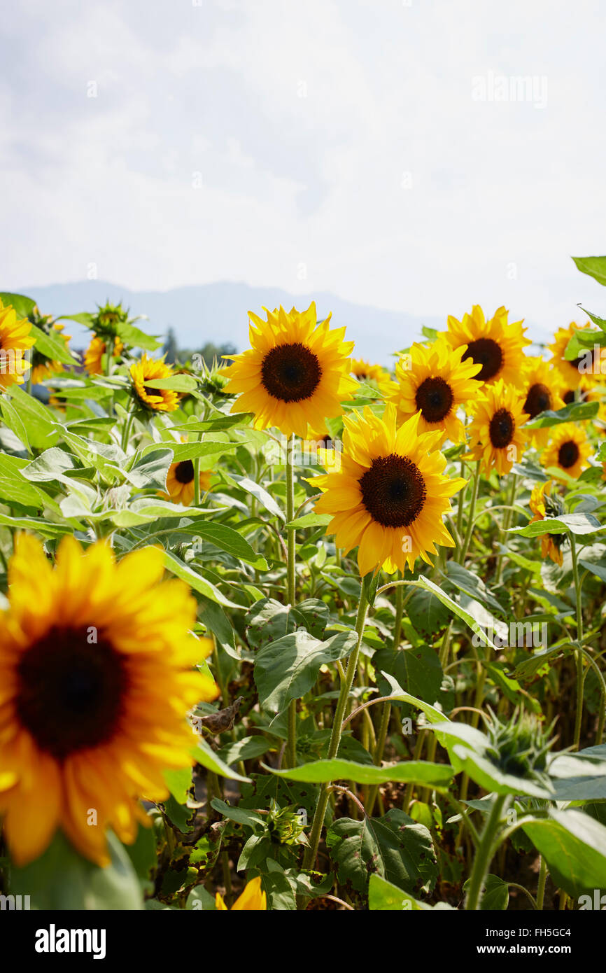 Feld von Sonnenblumen im Sommer, Kärnten, Österreich Stockfoto