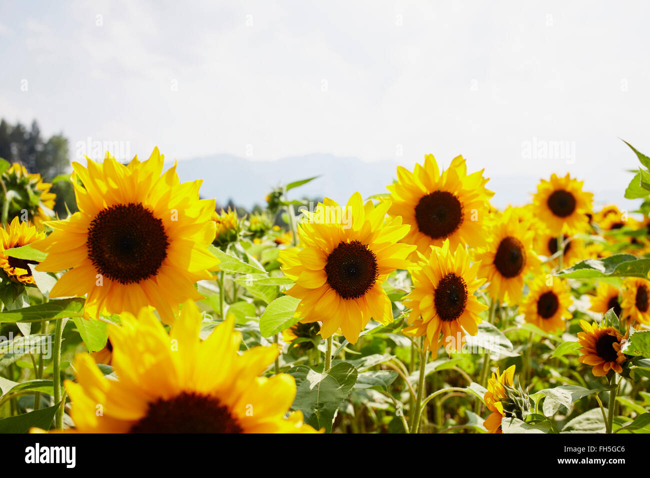 Feld von Sonnenblumen im Sommer, Kärnten, Österreich Stockfoto