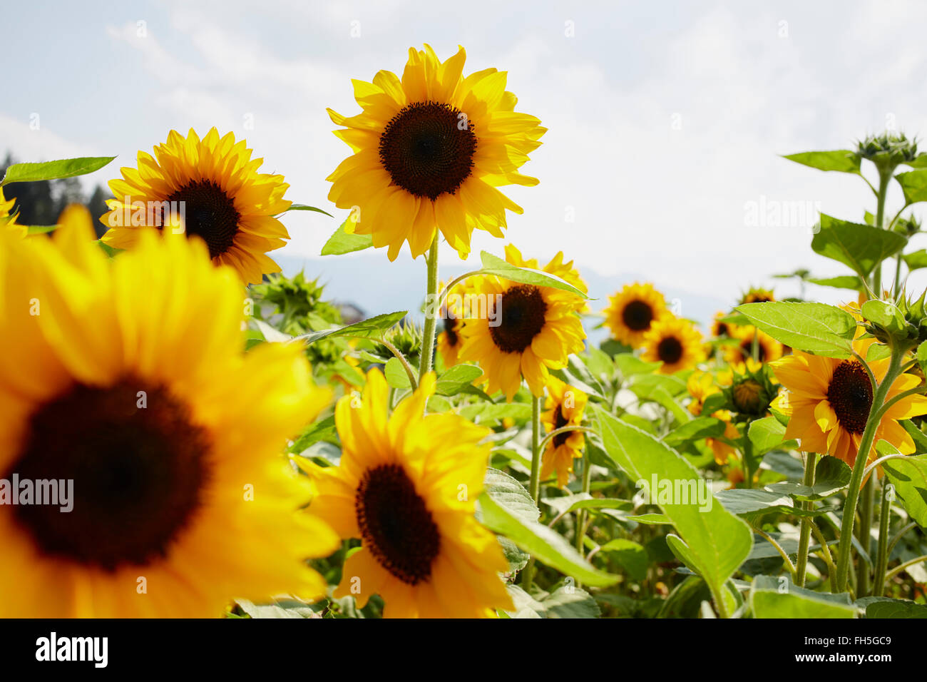 Feld von Sonnenblumen im Sommer, Kärnten, Österreich Stockfoto