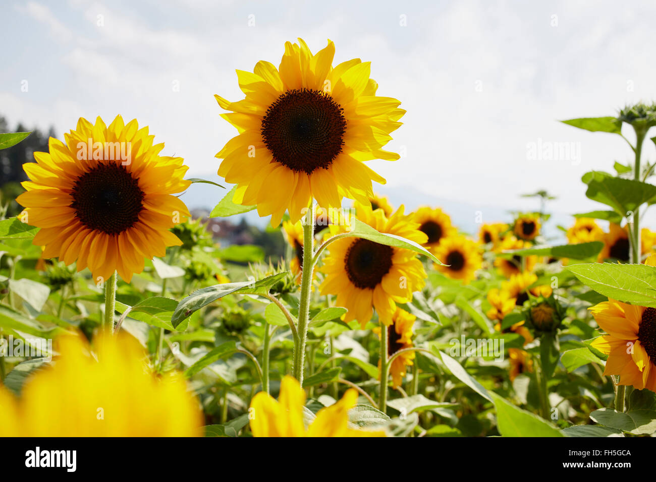 Feld von Sonnenblumen im Sommer, Kärnten, Österreich Stockfoto