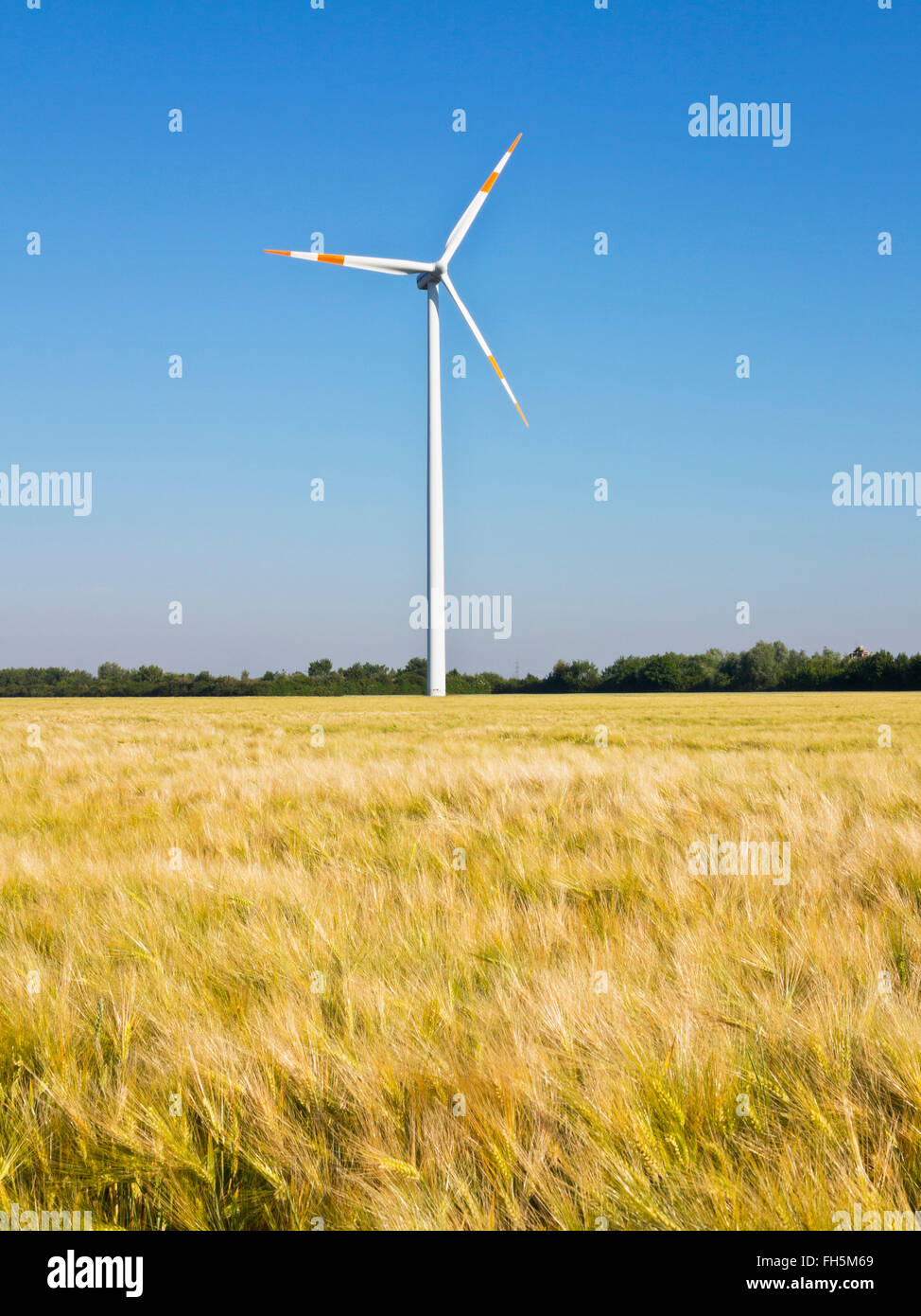 Windturbine mit Weizenfeld im Vordergrund, Deutschland Stockfoto