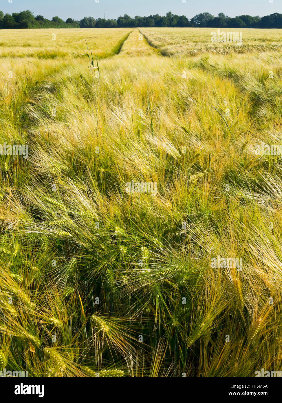 Weizenfeld mit Reifenspuren im Hintergrund, Deutschland Stockfoto