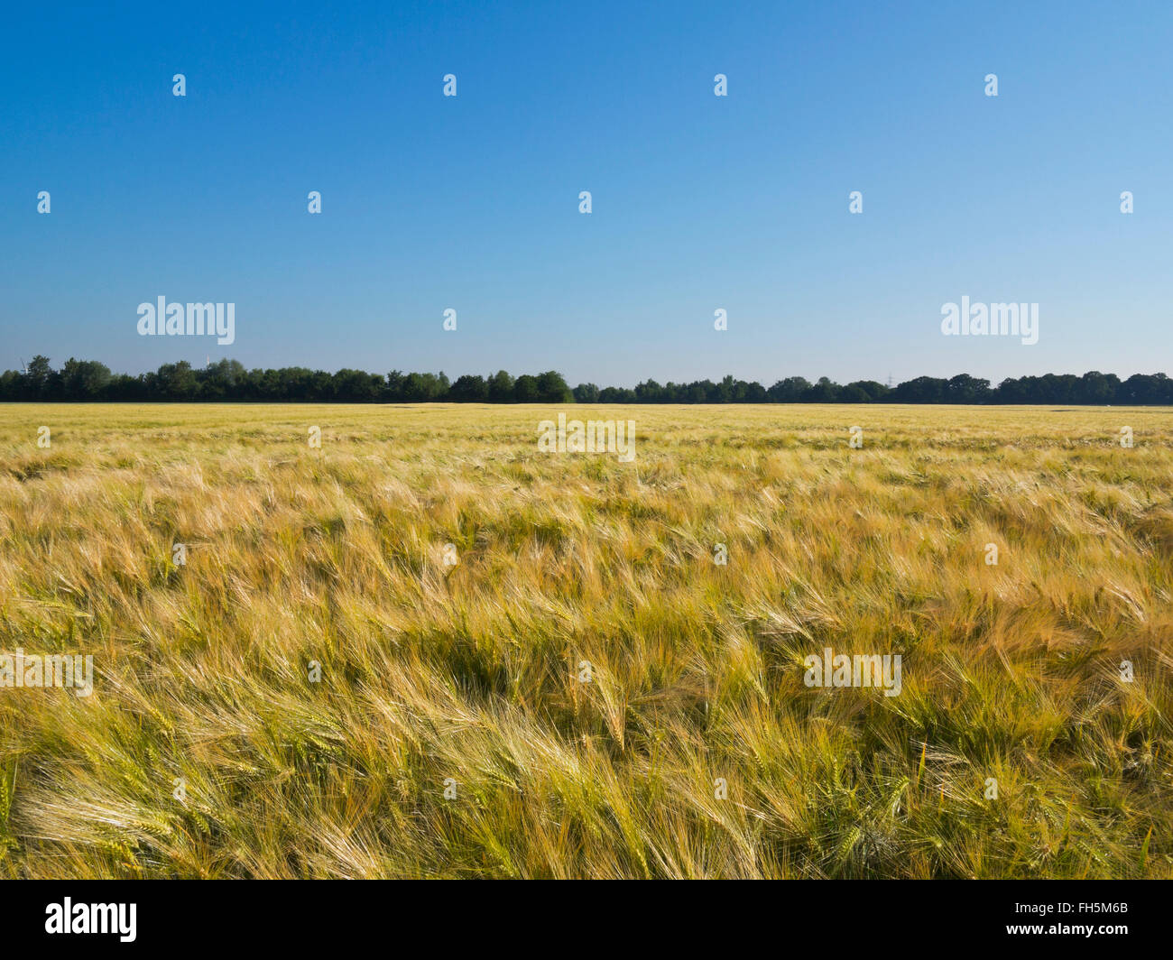 Weizenfeld mit blauem Himmel, Deutschland Stockfoto