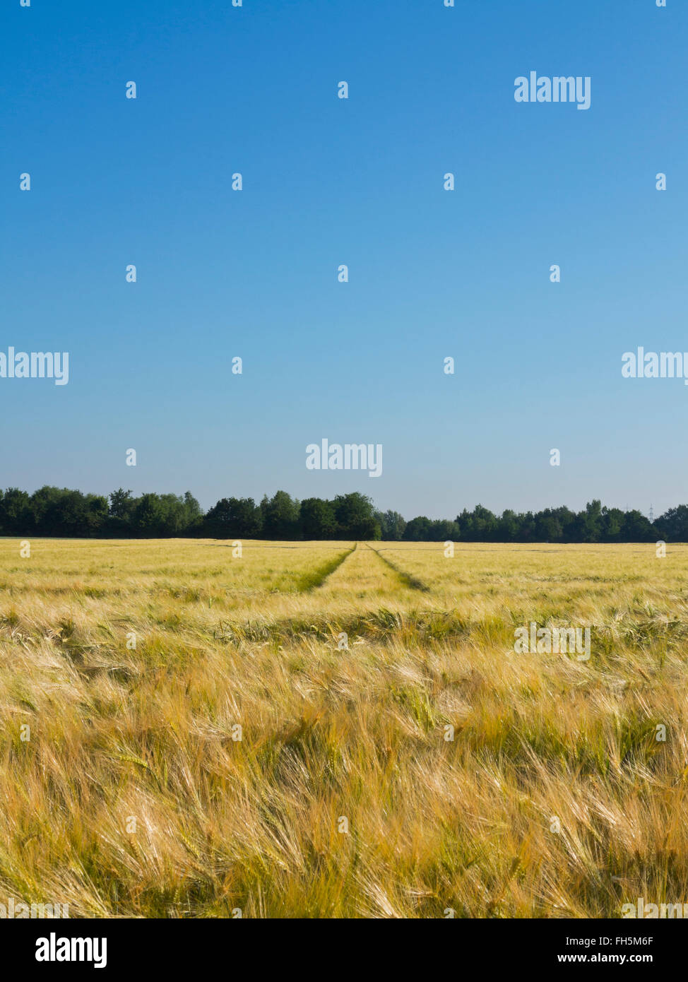 Weizenfeld mit Reifenspuren im Hintergrund, Deutschland Stockfoto