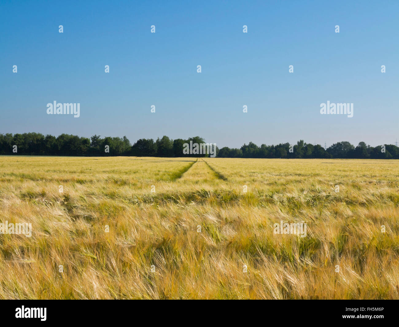Weizenfeld mit Reifenspuren im Hintergrund, Deutschland Stockfoto