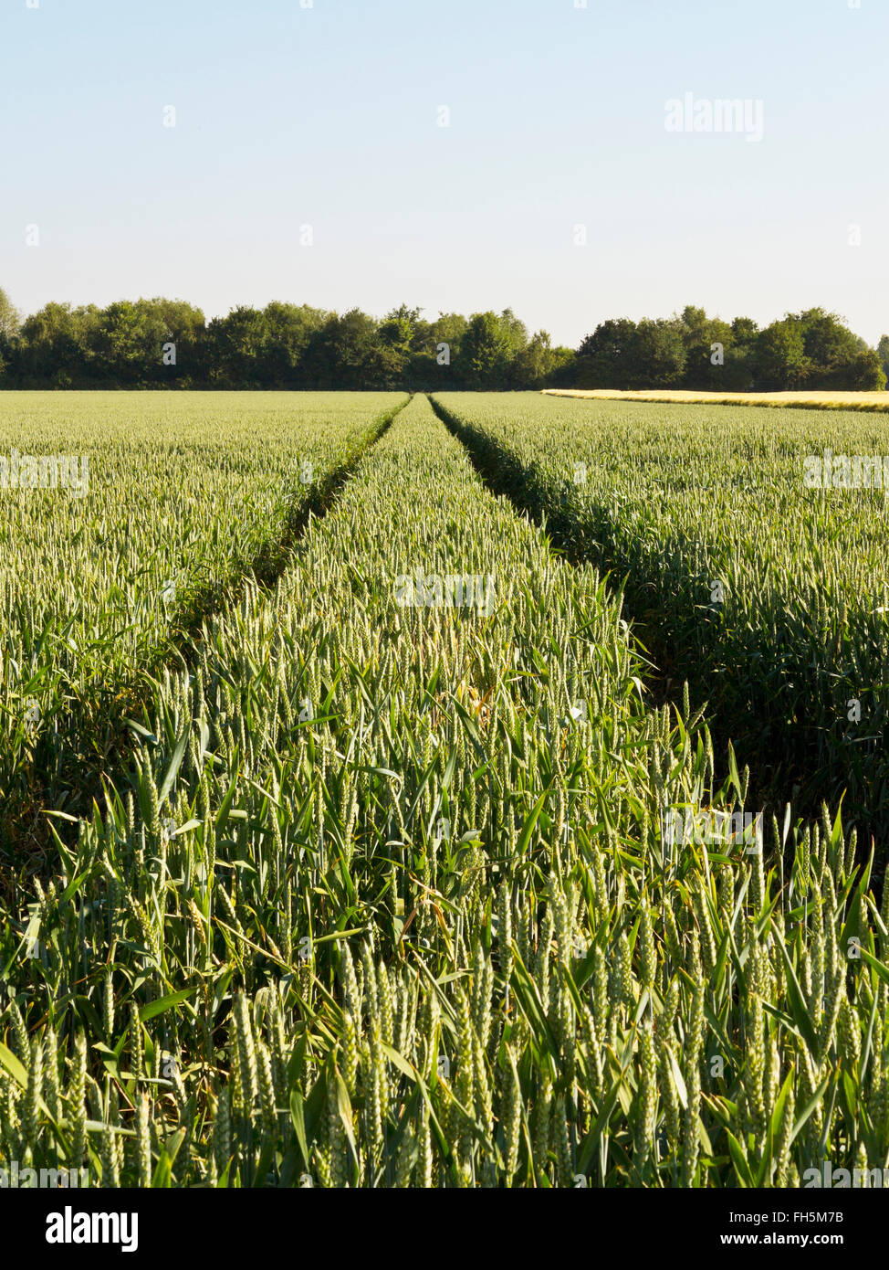 Weizenfeld mit Reifenspuren, Deutschland Stockfoto