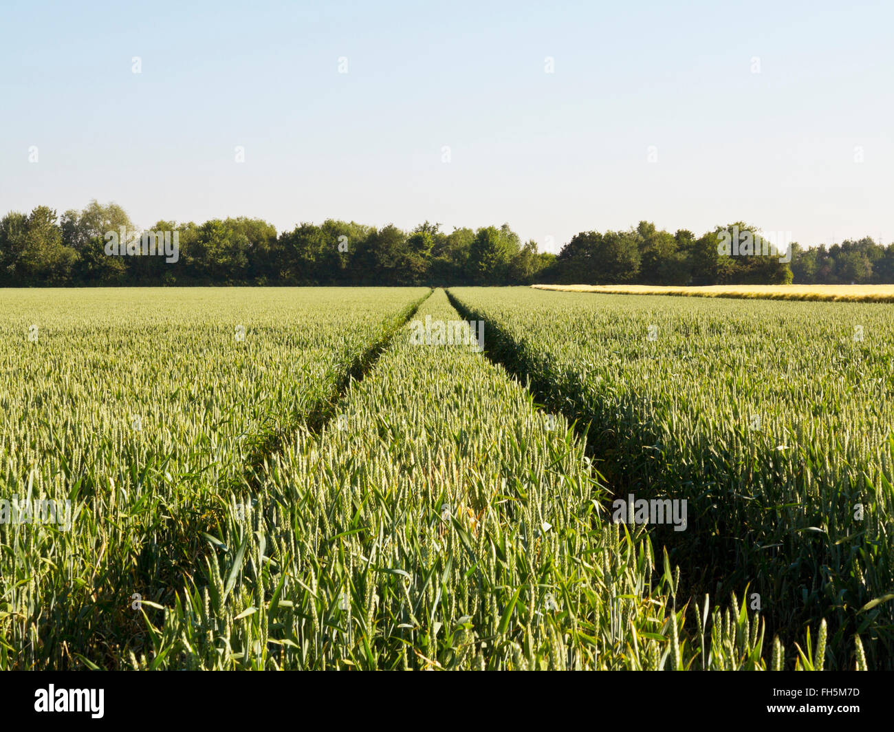 Weizenfeld mit Reifenspuren, Deutschland Stockfoto