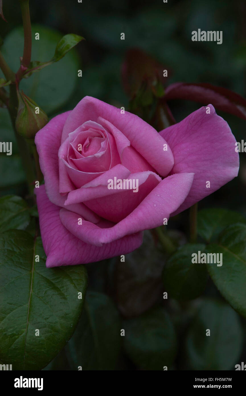 Lieblings Rose rosa Teehybride, Stockfoto
