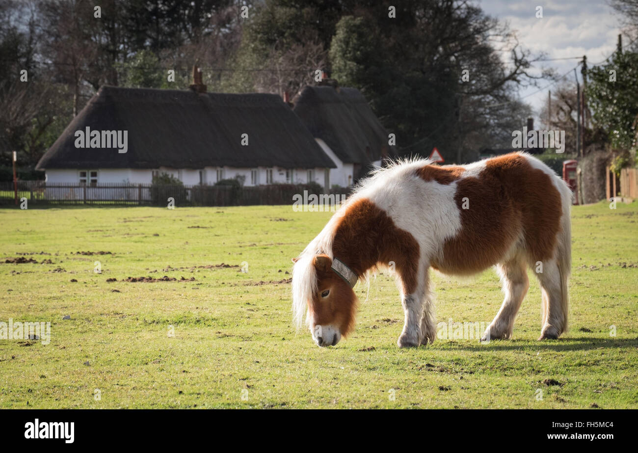 Das Dorf Hale im New Forest mit einem Pony Weiden auf Beil grün Stockfoto