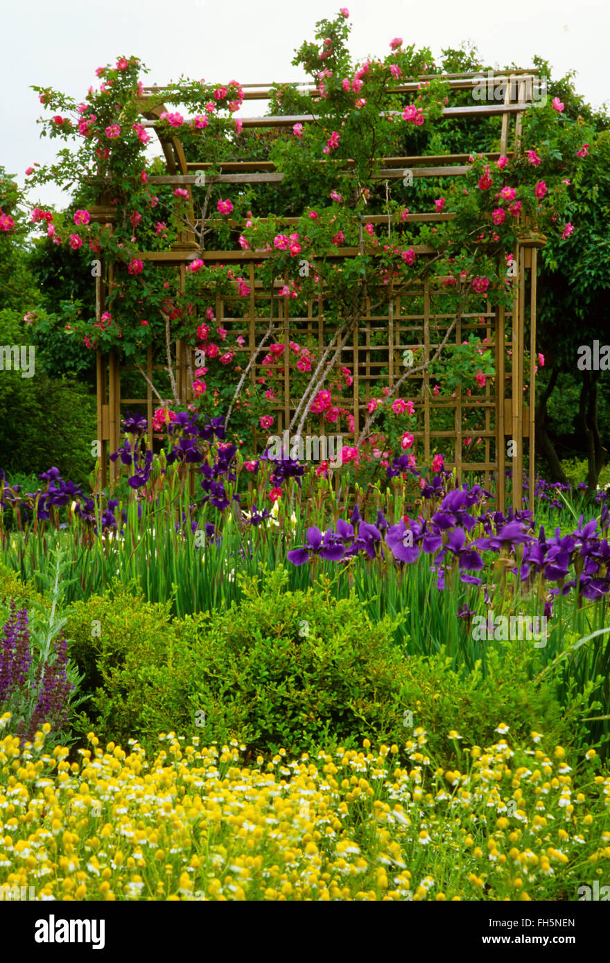 Rosa Wm Baffin Rose auf einem Gitter mit Iris Caesars Bruder Stockfoto