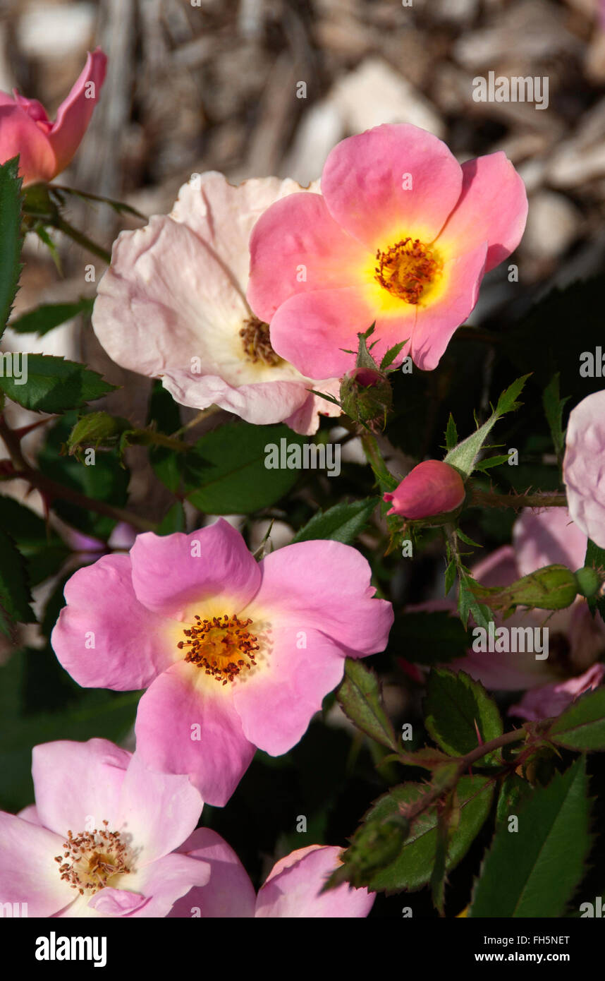 Rose ' Rainbow Knock Stockfoto