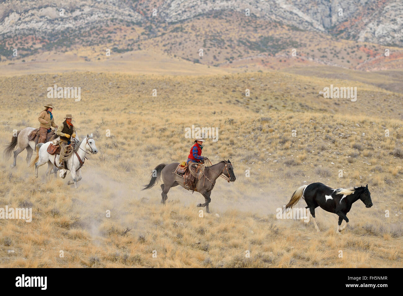 Cowboys und Cowgirls herding Pferd in der Wildnis, Rocky Mountains, Wyoming, USA Stockfoto