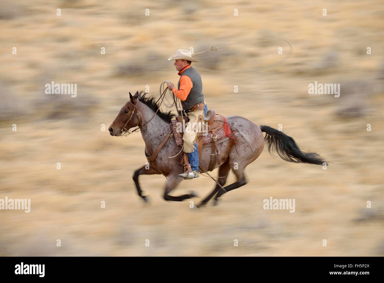 Bewegungsunschärfe Cowboy auf Pferd im Galopp in Wildnis, Rocky Mountains, Wyoming, USA Stockfoto