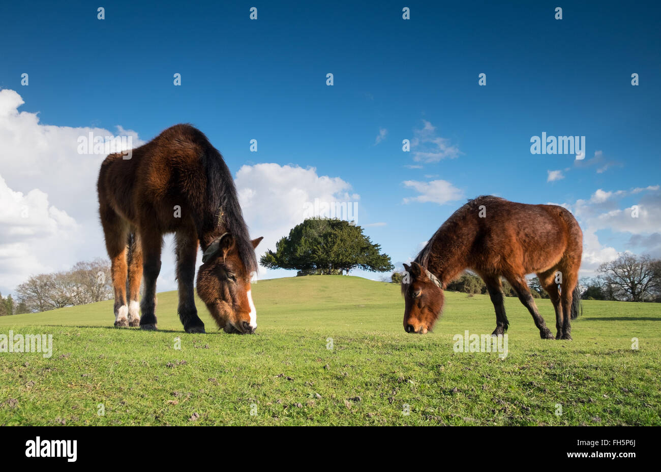 New Forest Ponys grasen auf der Bolton Sitzbank, Lyndhurst im New Forest National Park Stockfoto