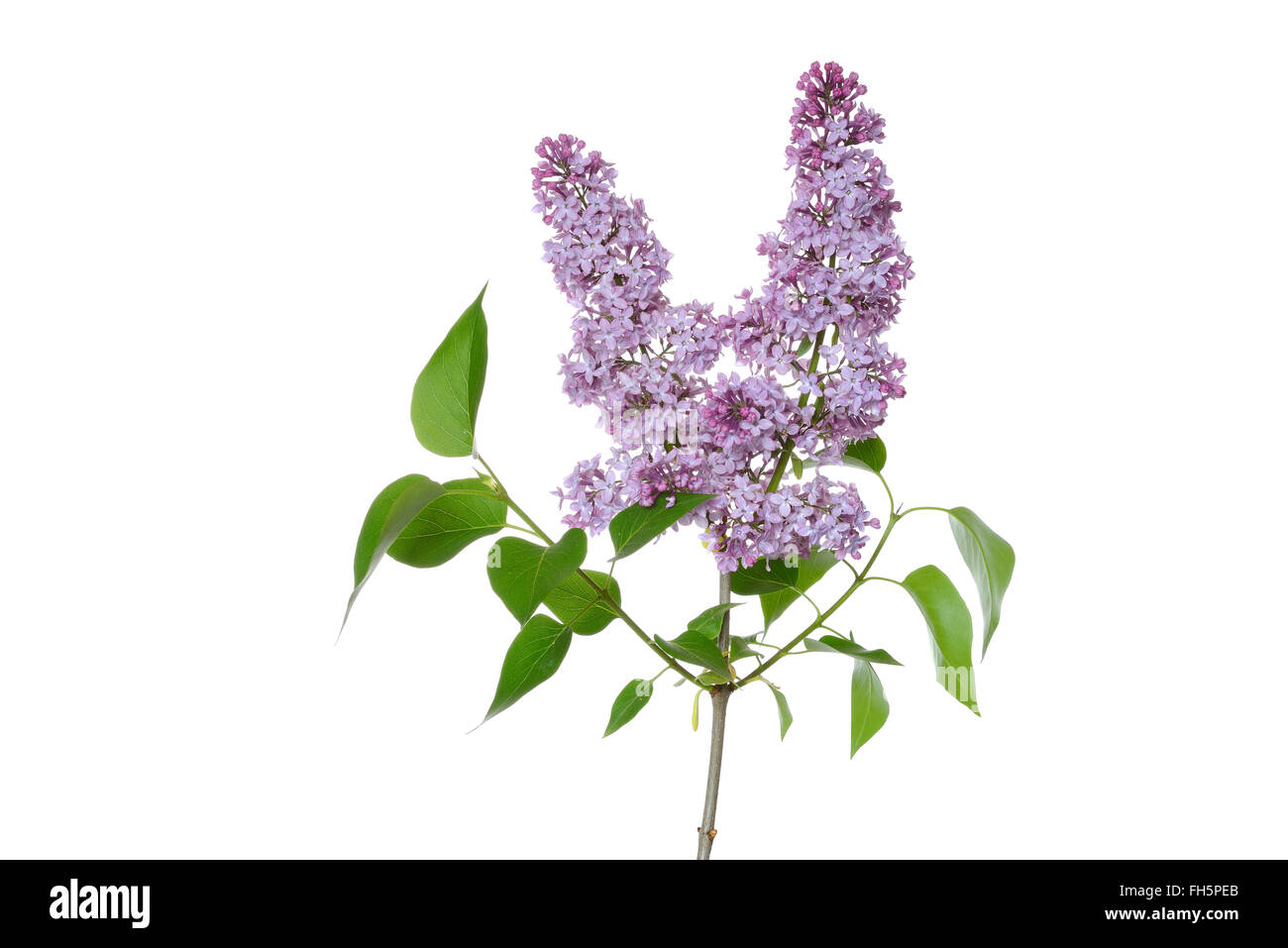 Nahaufnahmen von Blumen lila Flieder (Syringa) vor weißem Hintergrund, Gremany Stockfoto