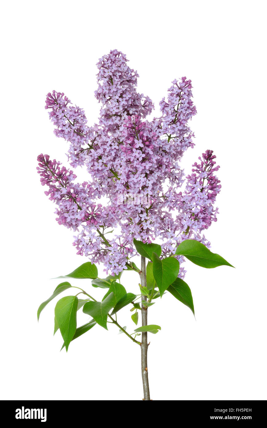 Nahaufnahmen von Blumen lila Flieder (Syringa) vor weißem Hintergrund, Deutschland Stockfoto
