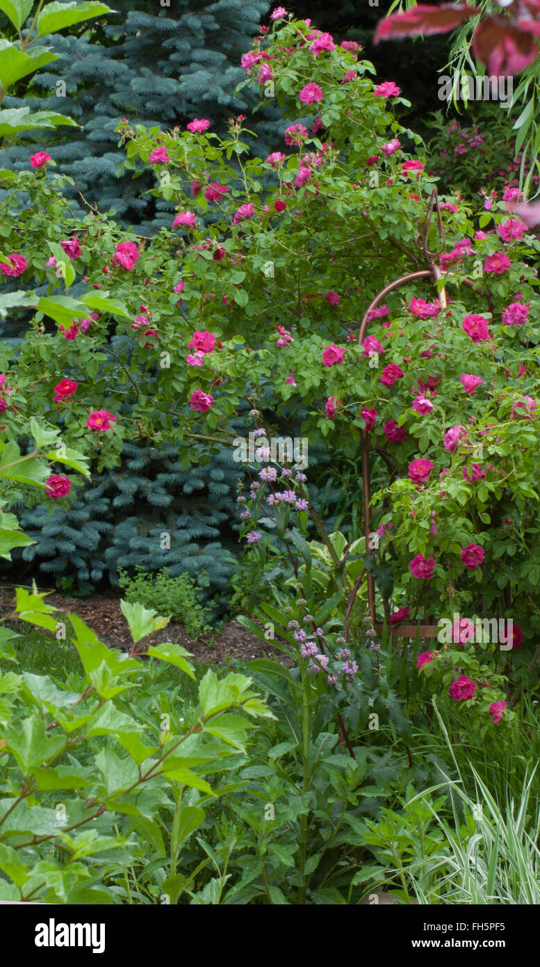 Rosa, Rose William Baffin, Bergsteiger, Kordesii, Stockfoto