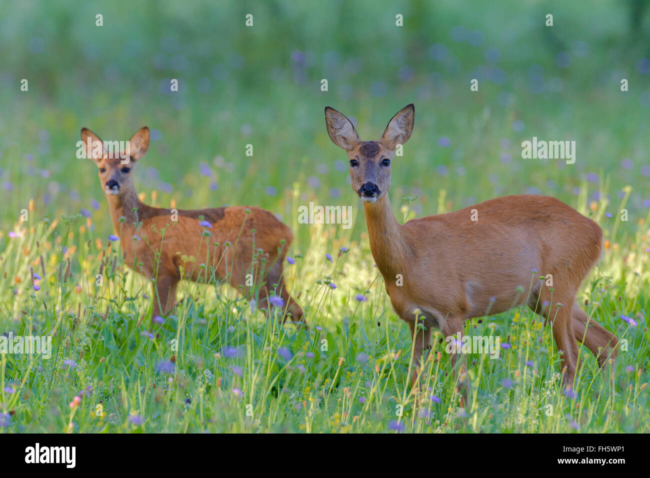 Europäische Rehe (Capreolus Capreolus) Mutter und Kitz auf Wiese, Hessen, Deutschland Stockfoto