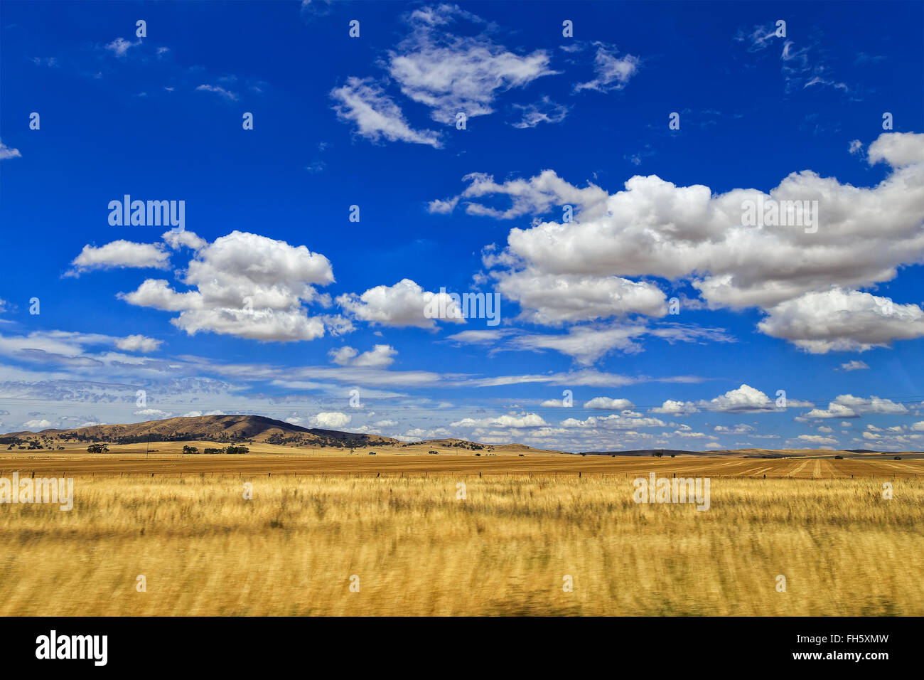 leuchtend gelben Bauernhof Weizenfeld mit fernen Hügel unter blauem Himmel mit weißen Wolken. Agrarsektor von South Australia auf einer Stockfoto