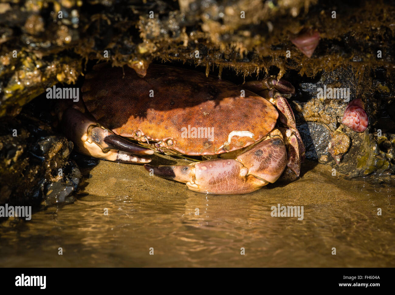 Essbare Krabbe Cancer Pagurus Zuflucht in einer Felsspalte auf einem sandigen Strand in South Wales Flut warten Stockfoto