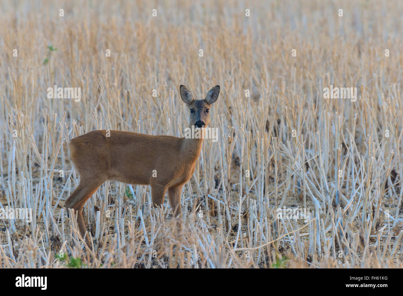 Reh (Capreolus Capreolus), Doe, Hessen, Deutschland, Europa Stockfoto