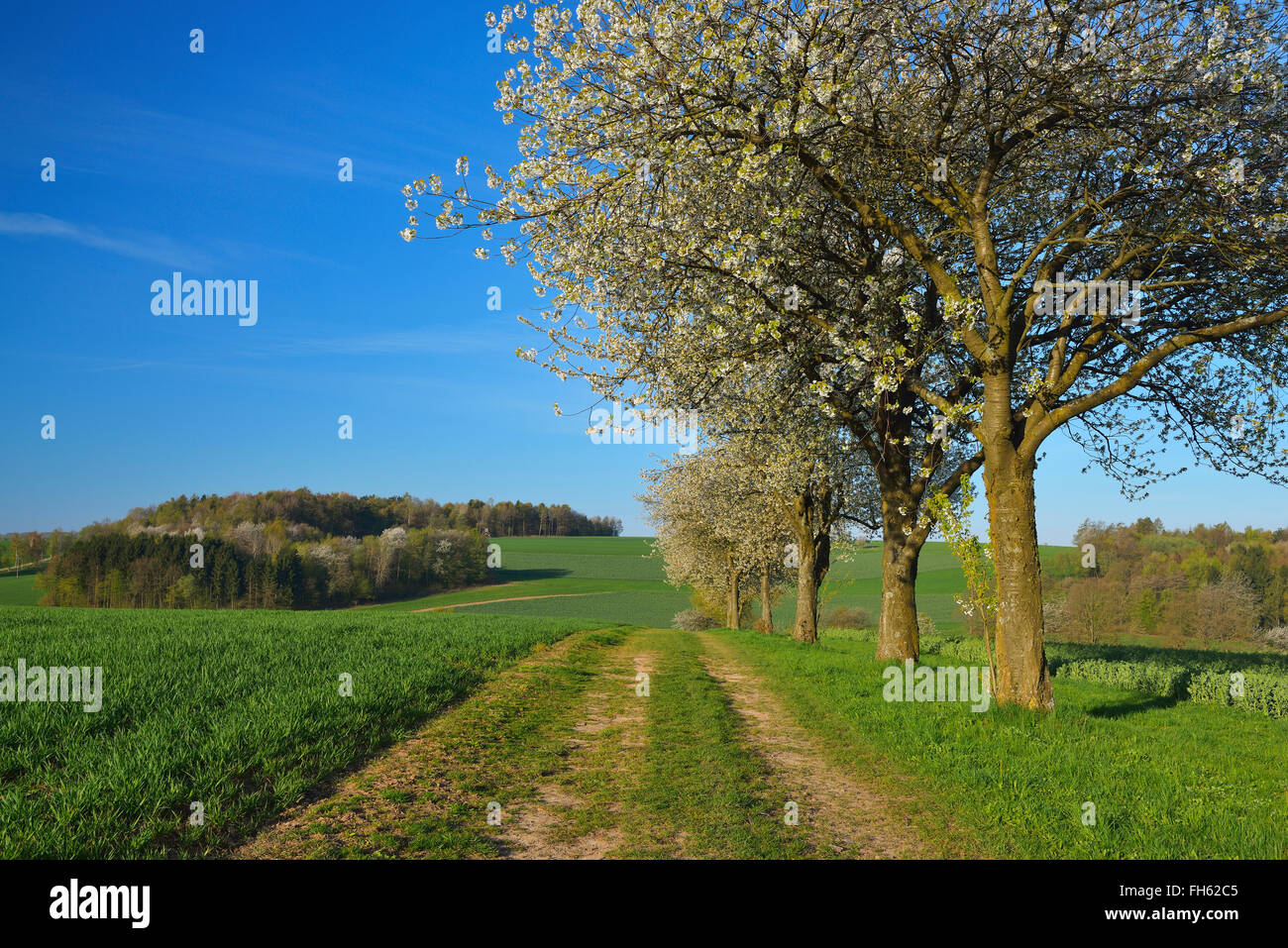 Feldweg durch Feld mit blühenden Kirschbaum im Frühling, Reichartshausen, Amorbach, Odenwald, Bayern, Deutschland Stockfoto