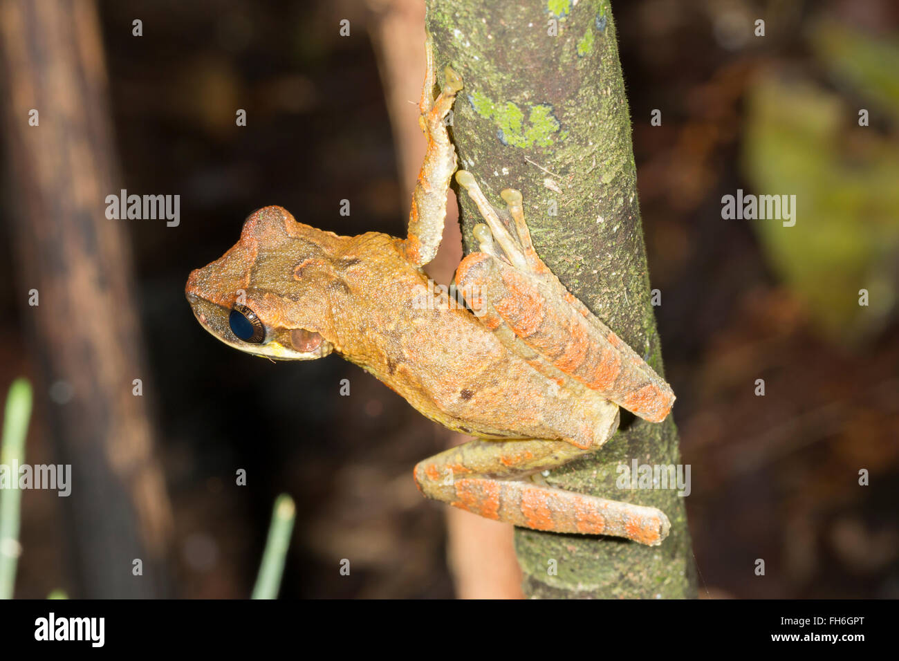 Plattköpfig Bromelie Treefrog (Osteocephalus Planiceps) auf einem Regenwald Ast, Provinz Pastaza, Ecuador Stockfoto