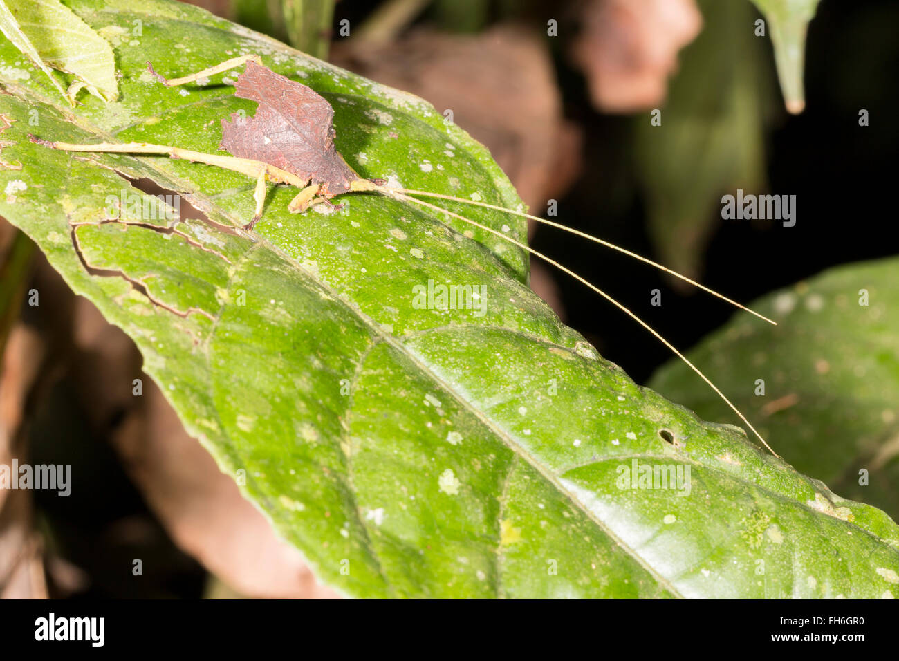 Leaf mimischen Grashuepfer (Typophyllum SP.) in den Regenwald Unterwuchs, Provinz Pastaza, Ecuador Stockfoto