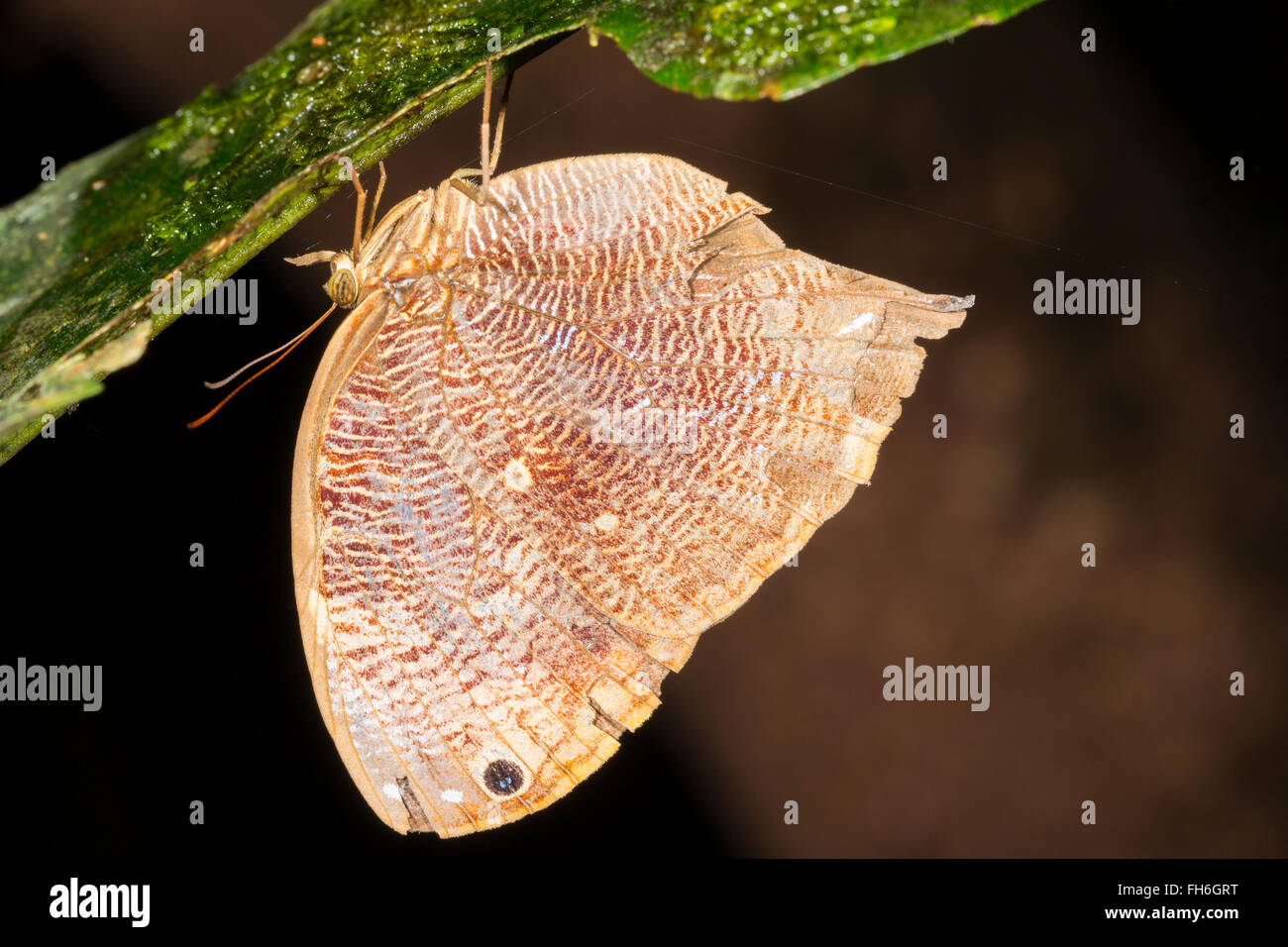 Flügel Schmetterling, Unterfamilie Charaxidinae, Familie Nymphalidae) Schlafplatz in der Nacht in den Regenwald Unterwuchs, Pastaza in Ecuador. Stockfoto