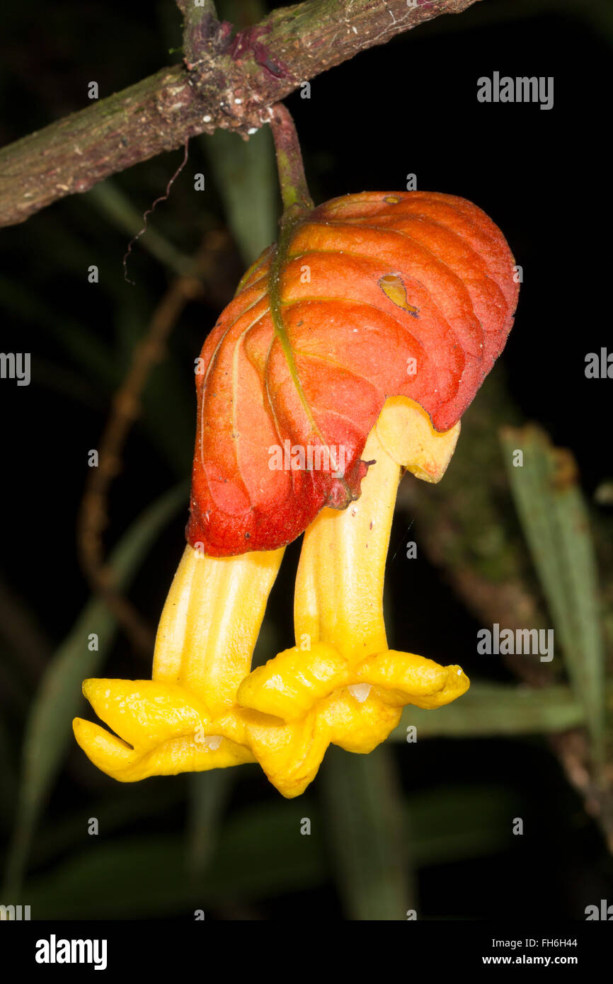 Regenwald Blume Drymonia SP. (Gesneriengewächse). Eine blühende Rebe im ecuadorianischen Amazonasgebiet, Provinz Pastaza. Stockfoto