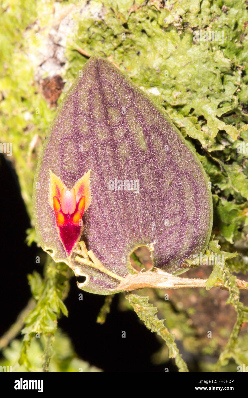 Ein Mikro Orchidee Lepanthes SP. wächst unter Moos auf dem Ast eines Baumes Regenwald in der Provinz Pastaza, Ecuador Stockfoto
