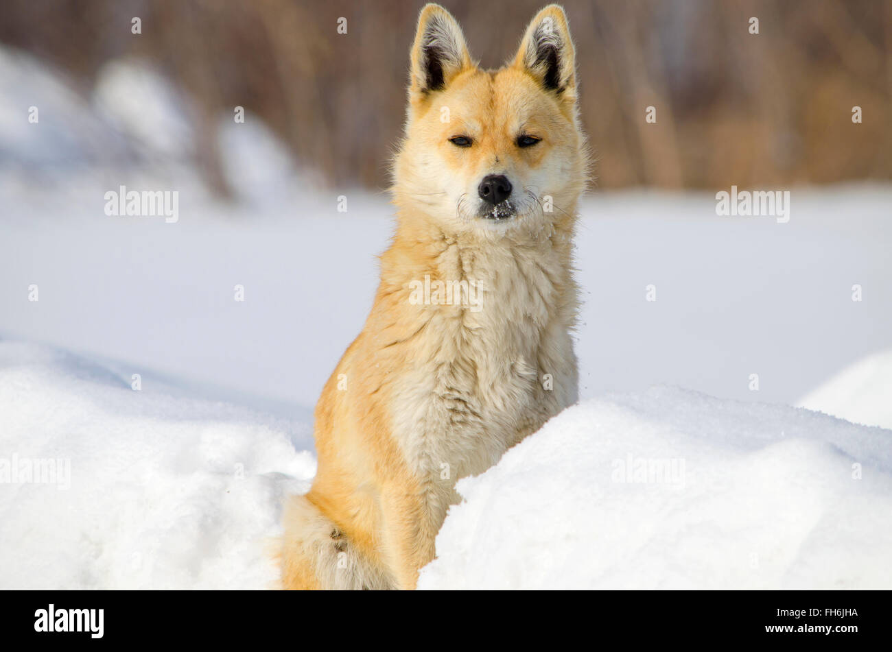 Die Watchdog im Schnee, ein Hund, eine Schneewehe, Tier, Haus, im Dorf, im Winter rot, sitzt Stockfoto