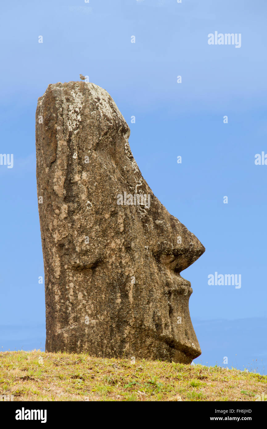 Statue (Moai) am Rano Raraku Osterinsel, Chile Stockfoto