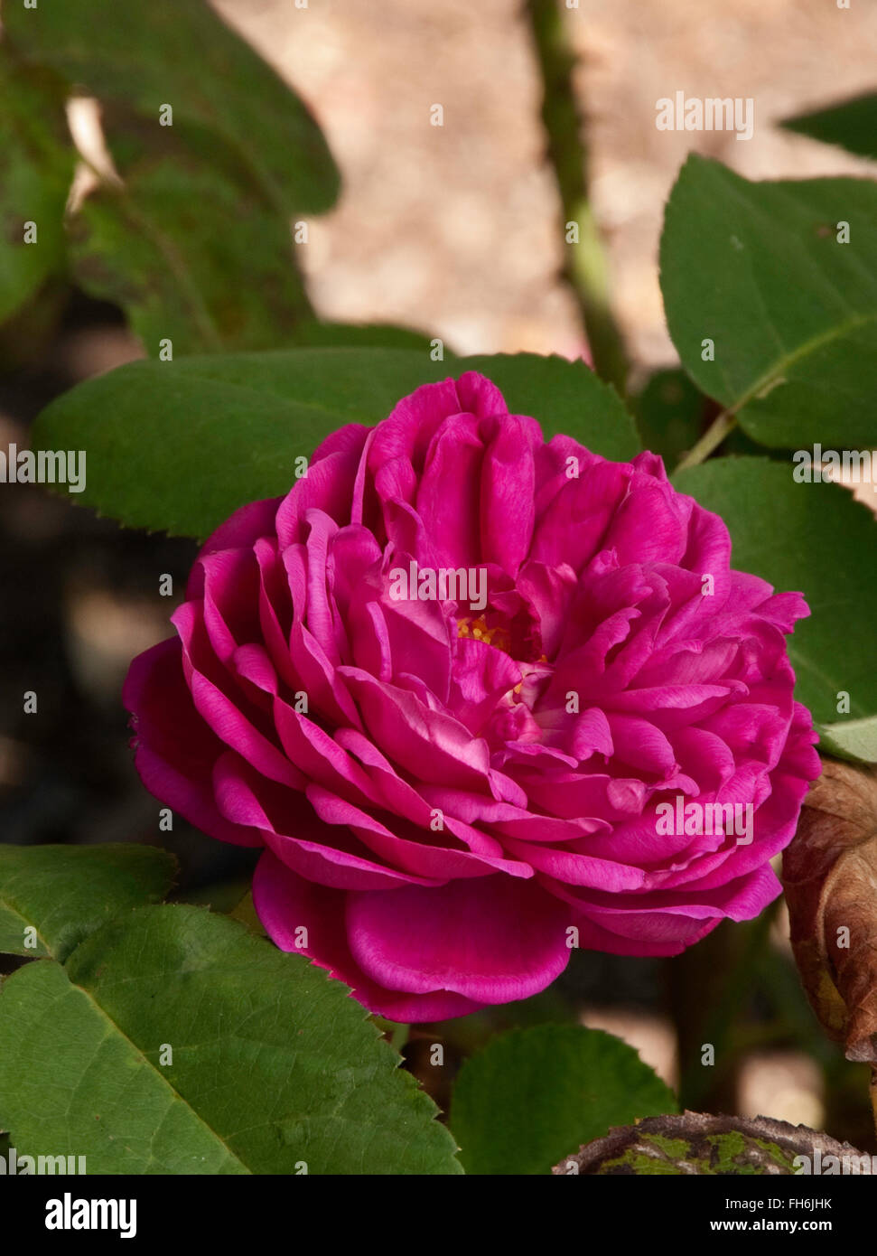 Rosa de Rescht, Damast, Perpertual, Portland, Strauch Stockfoto